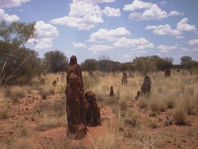 ant hills