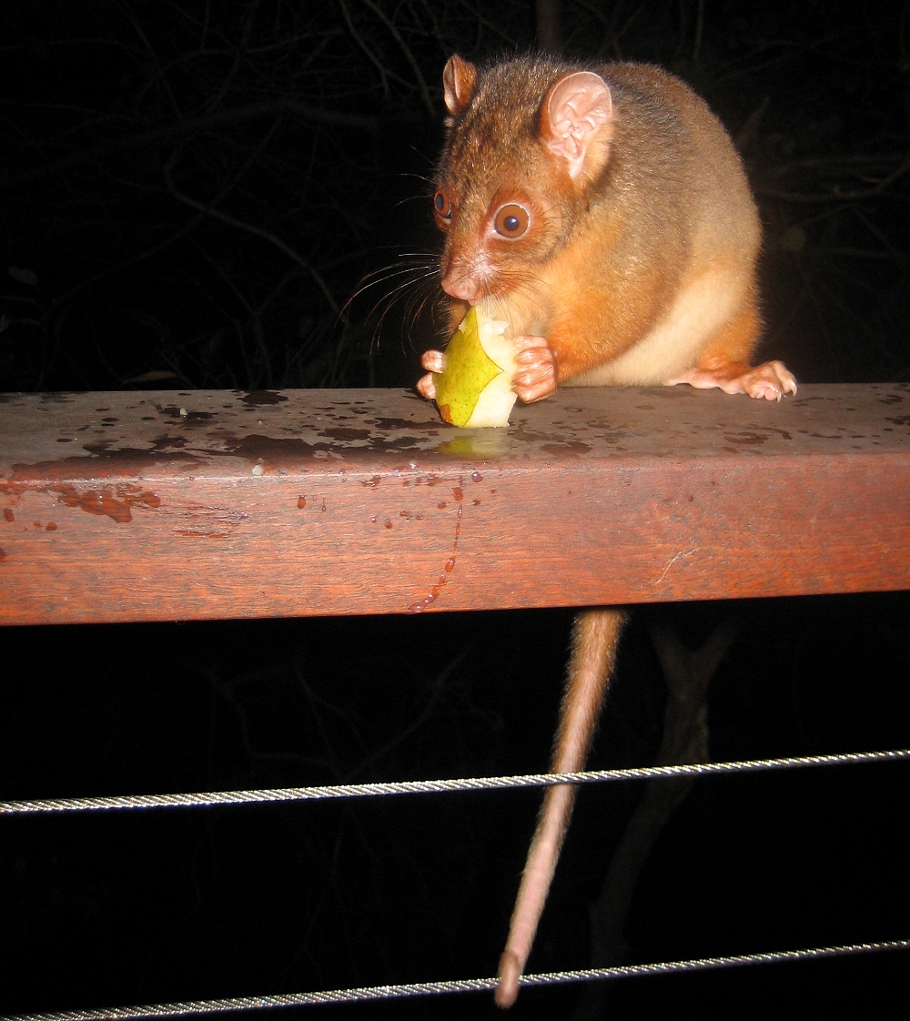baby ringtail - august 2007