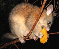 blackbeard eating mango - click to enlarge