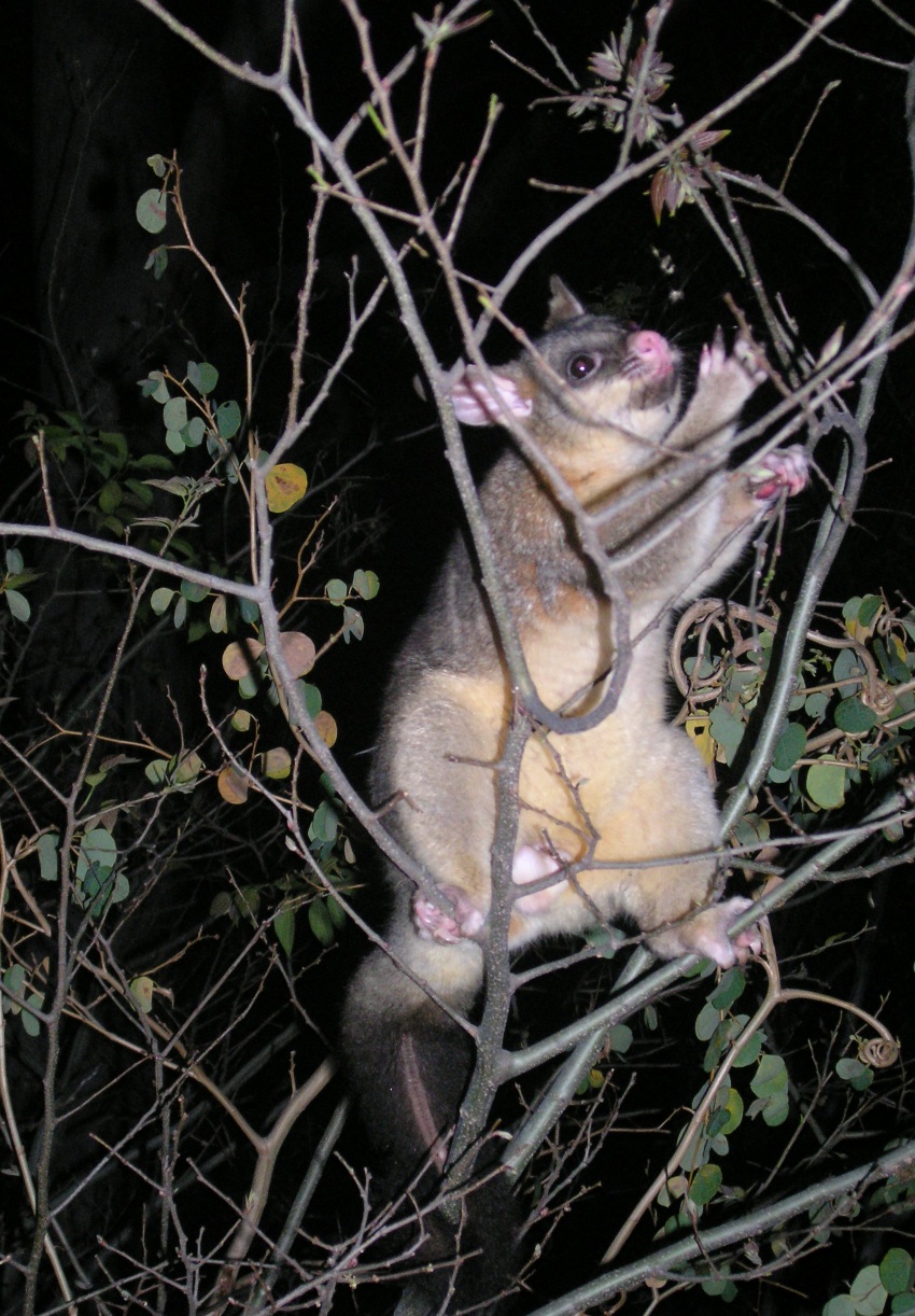 blackbeard the pirate possum