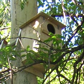 first nestbox - click to enlarge