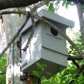 first nestbox - click to enlarge