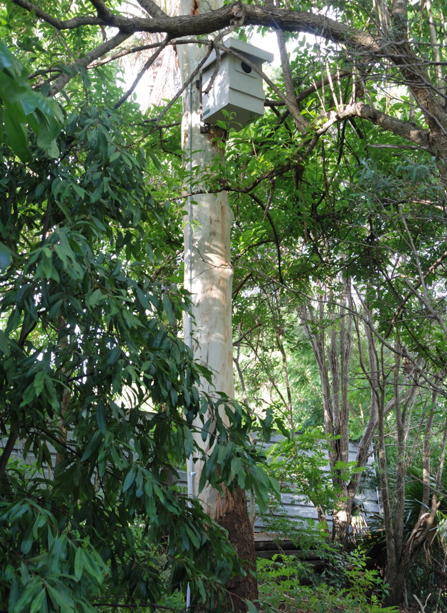Possum Box 1 (version 2) in Tree