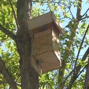 second nestbox - click to enlarge