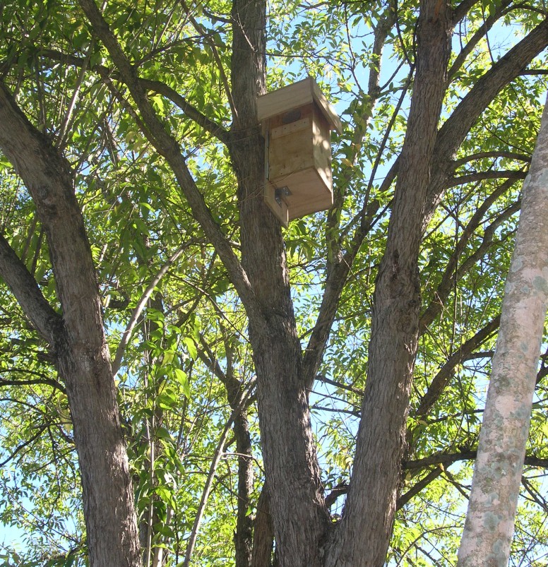 Possum Box 2 in Tree