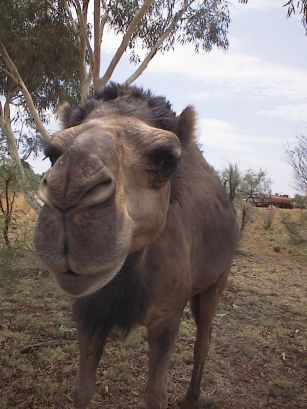 wandering camel