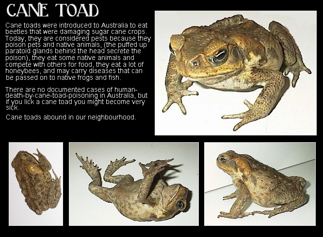 cane toad