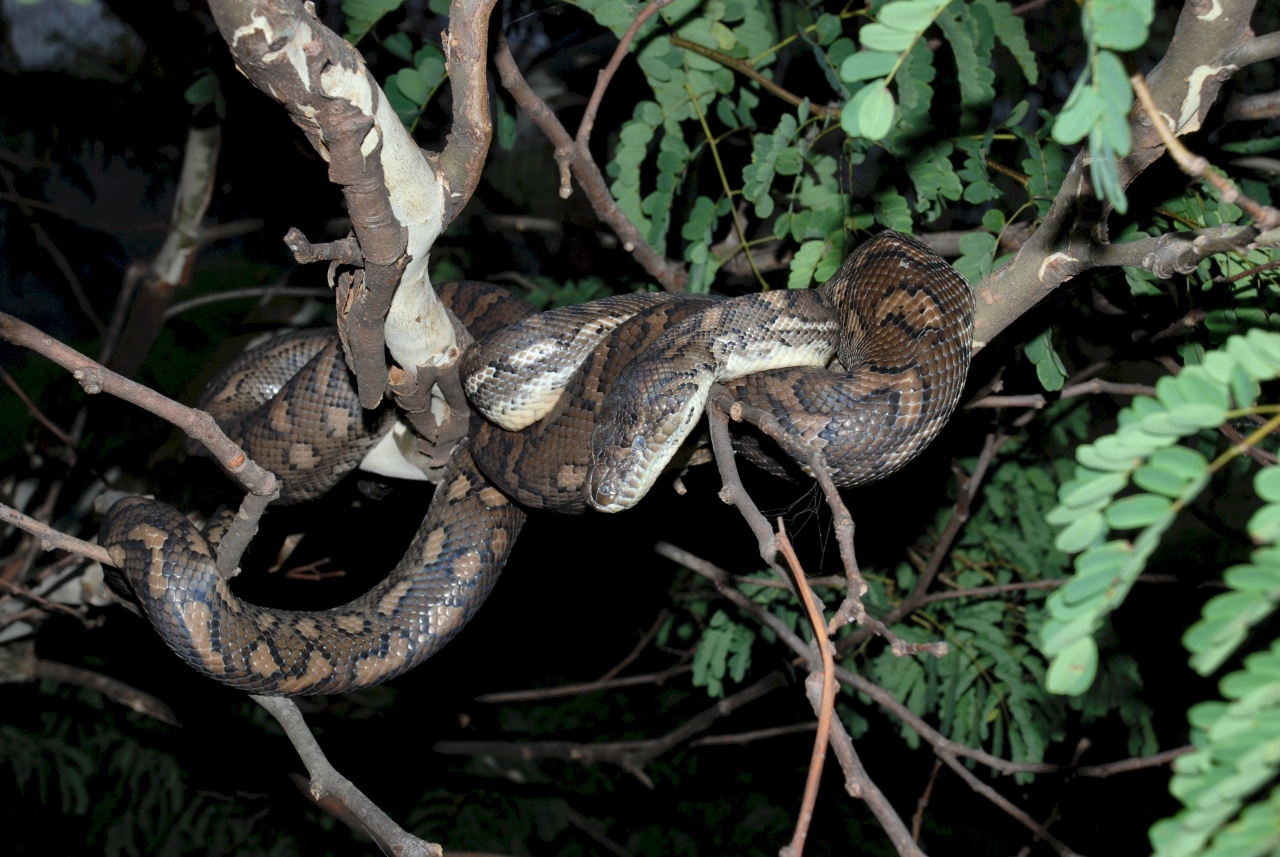 carpet python - february 2008