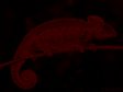 heavily processed photo of a chameleon i found on the web