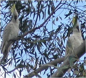 sulphur-crested cockatoos