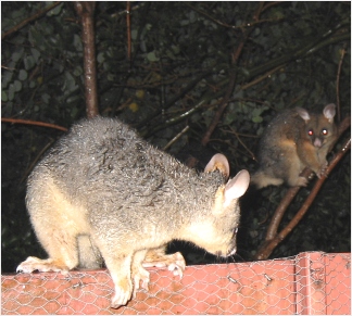 Cocoa and Blackbeard glare at each other - click to enlarge (january 2006)