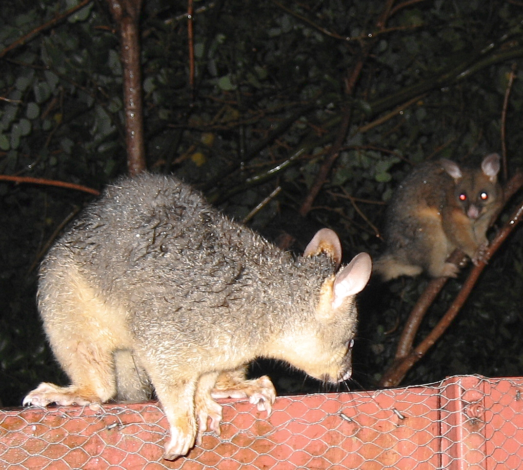 cocoa and blackbeard glare at each other january 2006