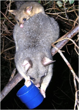 cocoa and queek - click to enlarge (august 2006)