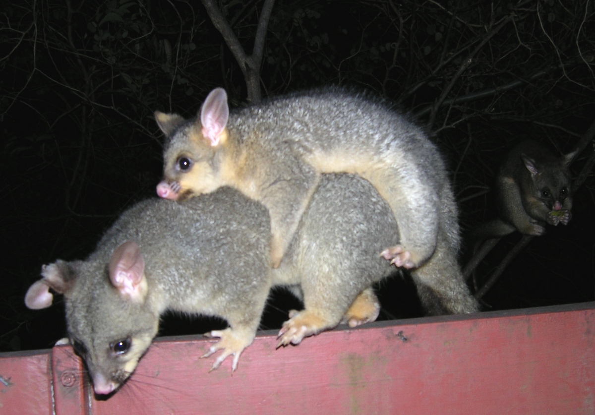 queek and cocoa, with blackbeard in the background - september 2006
