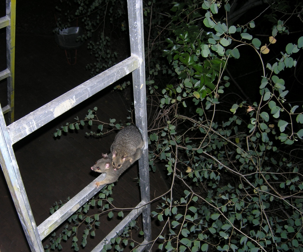 cocoa and queek on a trestle - october 2006