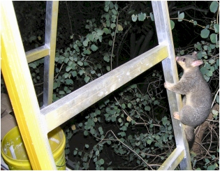 cocoa climbs a trestle - click to enlarge (october 2006)
