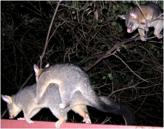 cocoa, queek and blackbeard - click to enlarge (september 2006)