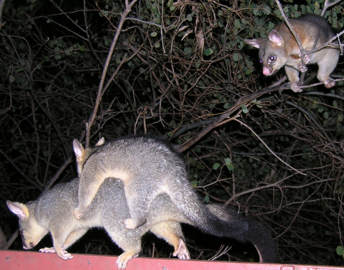 cocoa, queek and blackbeard - september 2006