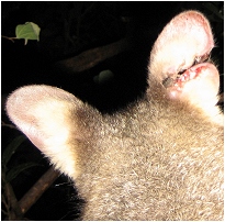 cocoa's torn ear - click to enlarge