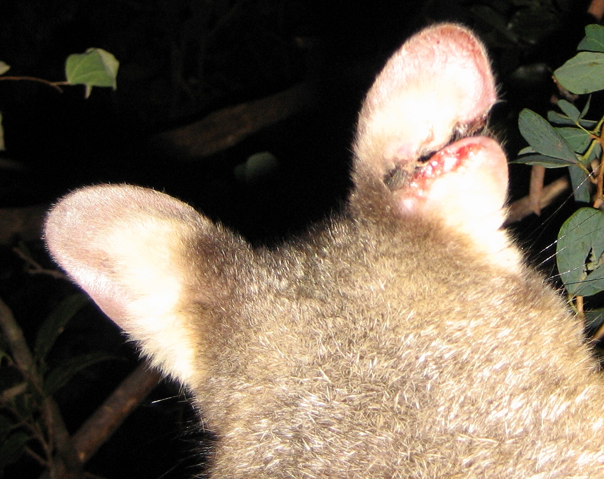 cocoa's ear injury - april 2006