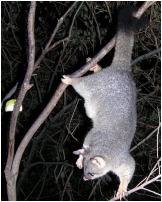 cocoa dangling with queek in pouch - click to enlarge