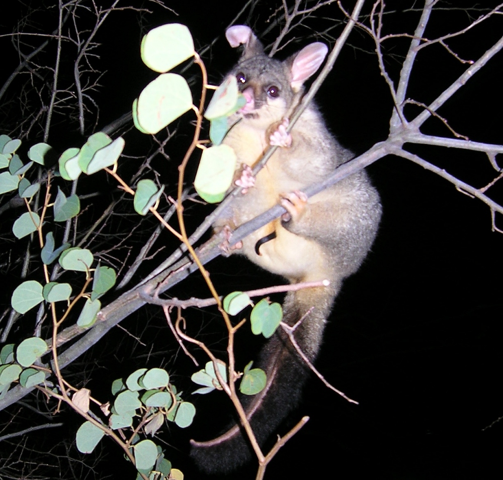 queek's tail - august 2006