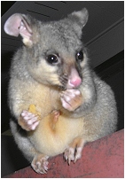 queek's hand pokes out of pouch - click to enlarge