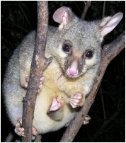queek's foot pokes out of pouch - click to enlarge