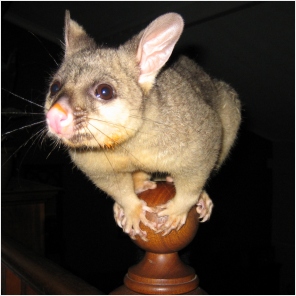 Cocoa the Gargoyle - click to enlarge (january 2006)