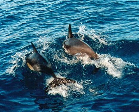dolphins in new zealand