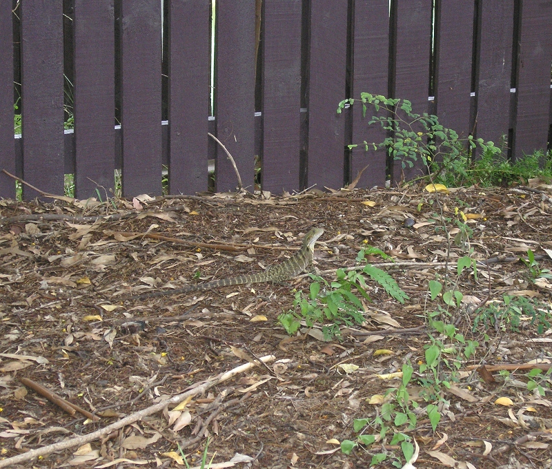 dragon lizard in backyard - march 2007