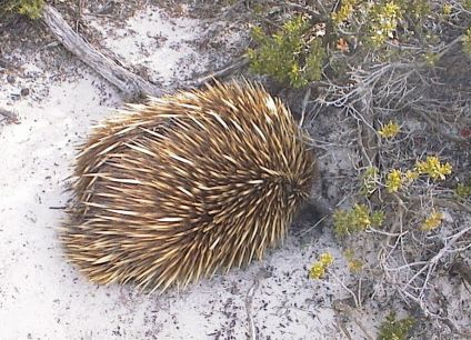 echidna