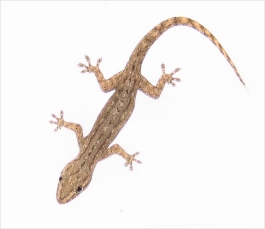 gecko in the house (on the wall) november 2005