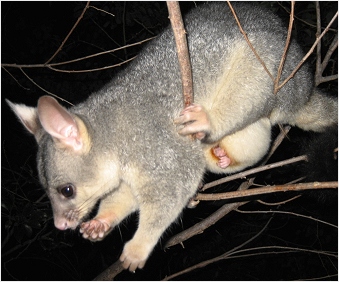 well-developed baby claws - click to enlarge (december 2005)