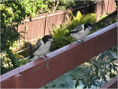 grey butcher birds