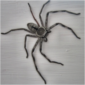 huntsman spider in the house november 2005