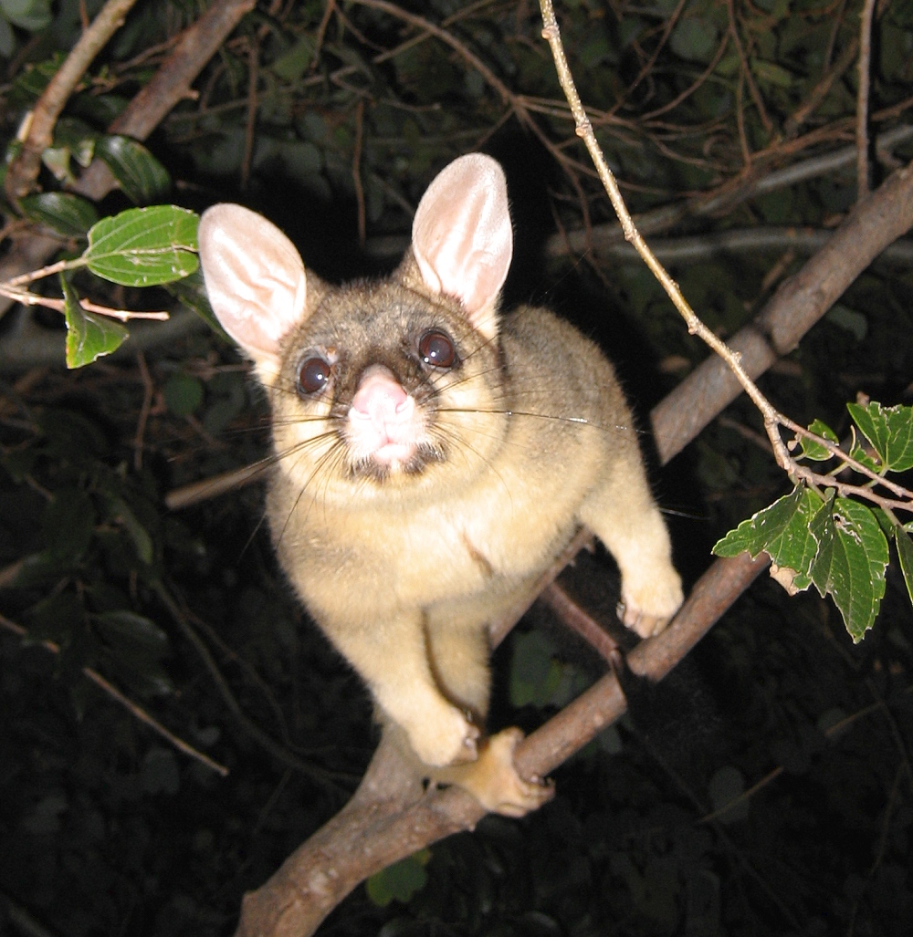 kulfi march 2006