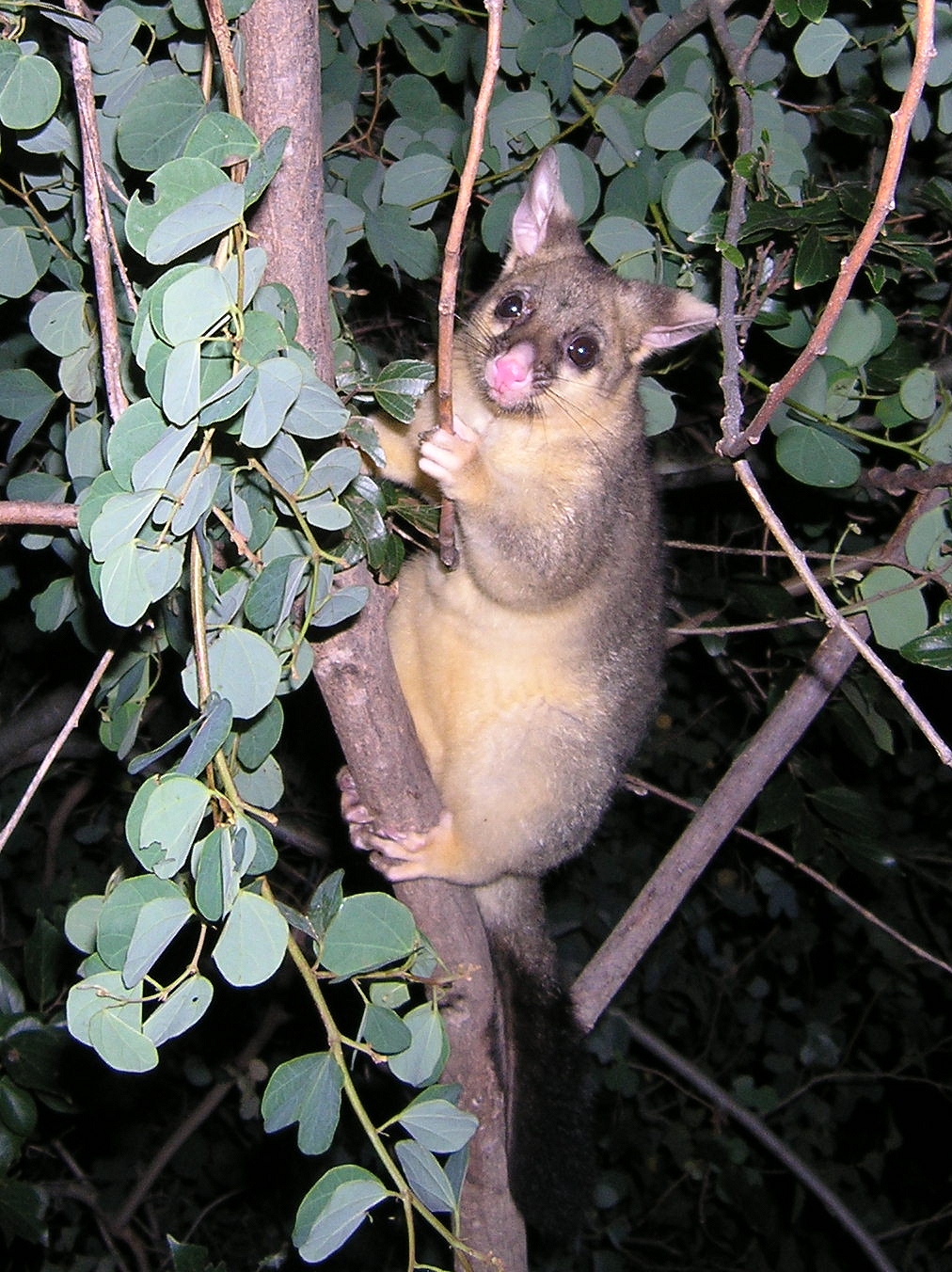 kulfi march 2006