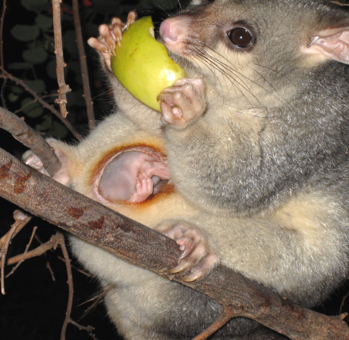 baby possum body december 2005