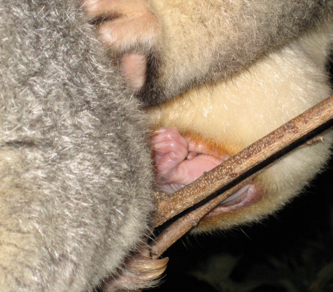 baby possum leg and tip of tail december 2005