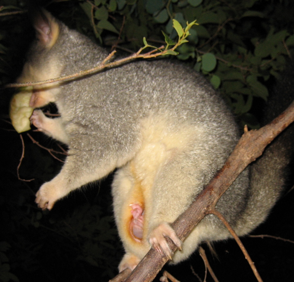 baby possum leg december 2005