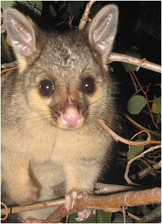 kwila august 2007