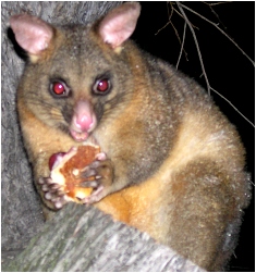 melbourne possum - click to enlarge (july 2006)