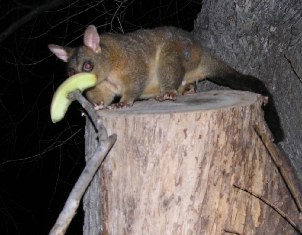 melbourne possum tempted by melon - july 2006