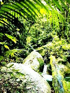 mossman gorge, outside cairns