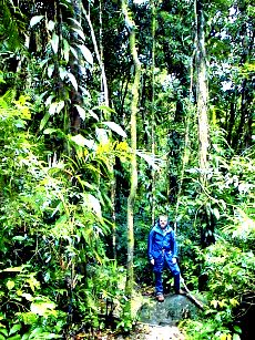 mossman gorge, outside cairns