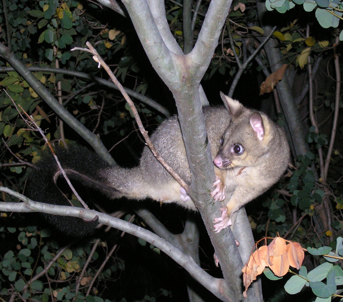 Mystery Possum #2 - may 2007