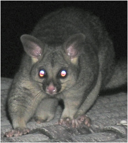 olaf the marauding possum - click to enlarge (september 2006)