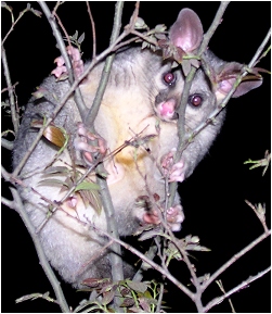 olaf the marauder - click to enlarge (september 2006)