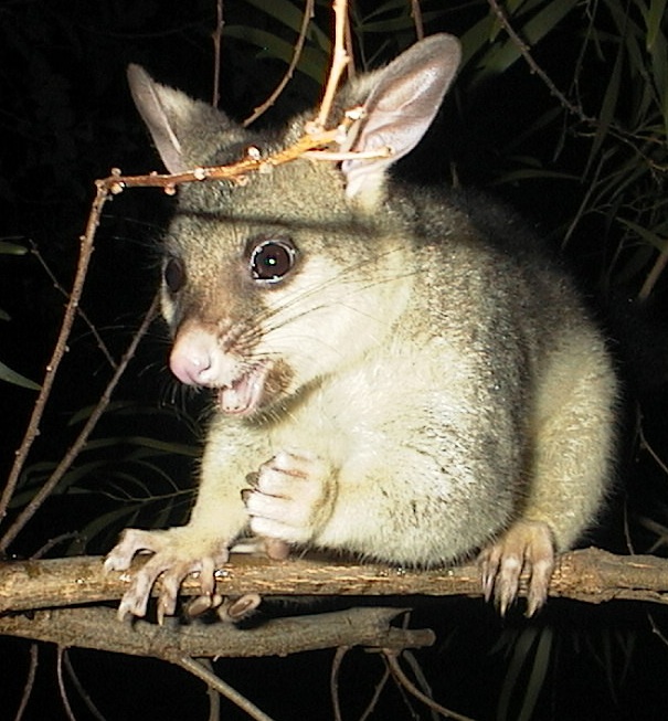 april 2005 (i think she's an adult possum now - she has a noticeable pouch, but i haven't been able to photograph it yet)